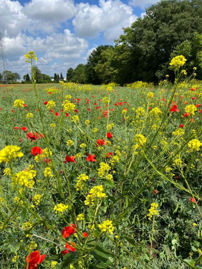 Acero Giallo Parma Exteriér fotografie