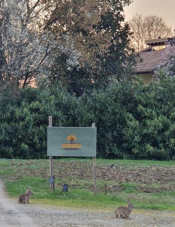 Acero Giallo Parma Exteriér fotografie